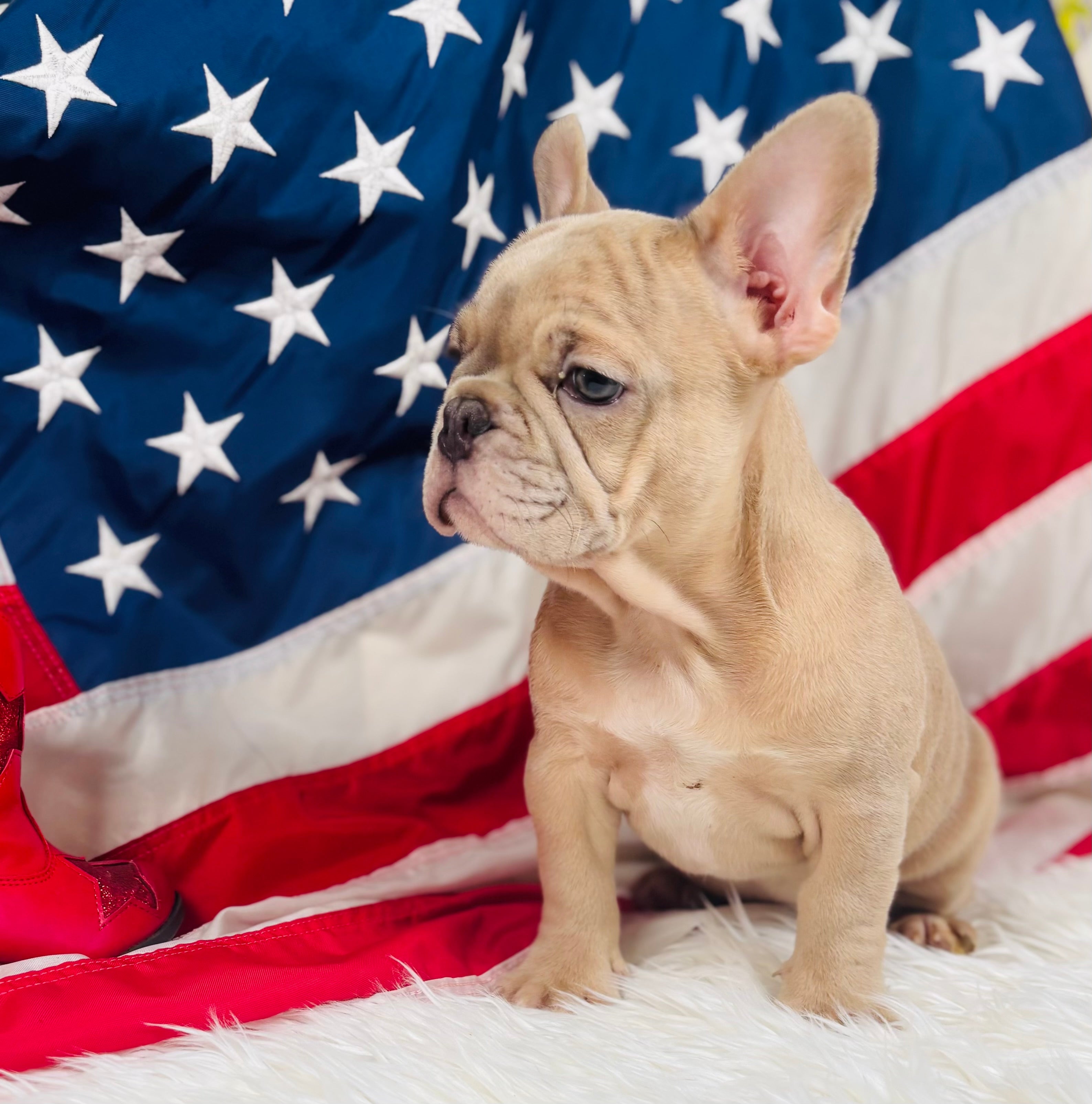 Lincoln- French Bulldog-Isabella Merle Fawn-Male