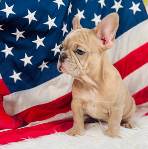 Lincoln- French Bulldog-Isabella Merle Fawn-Male