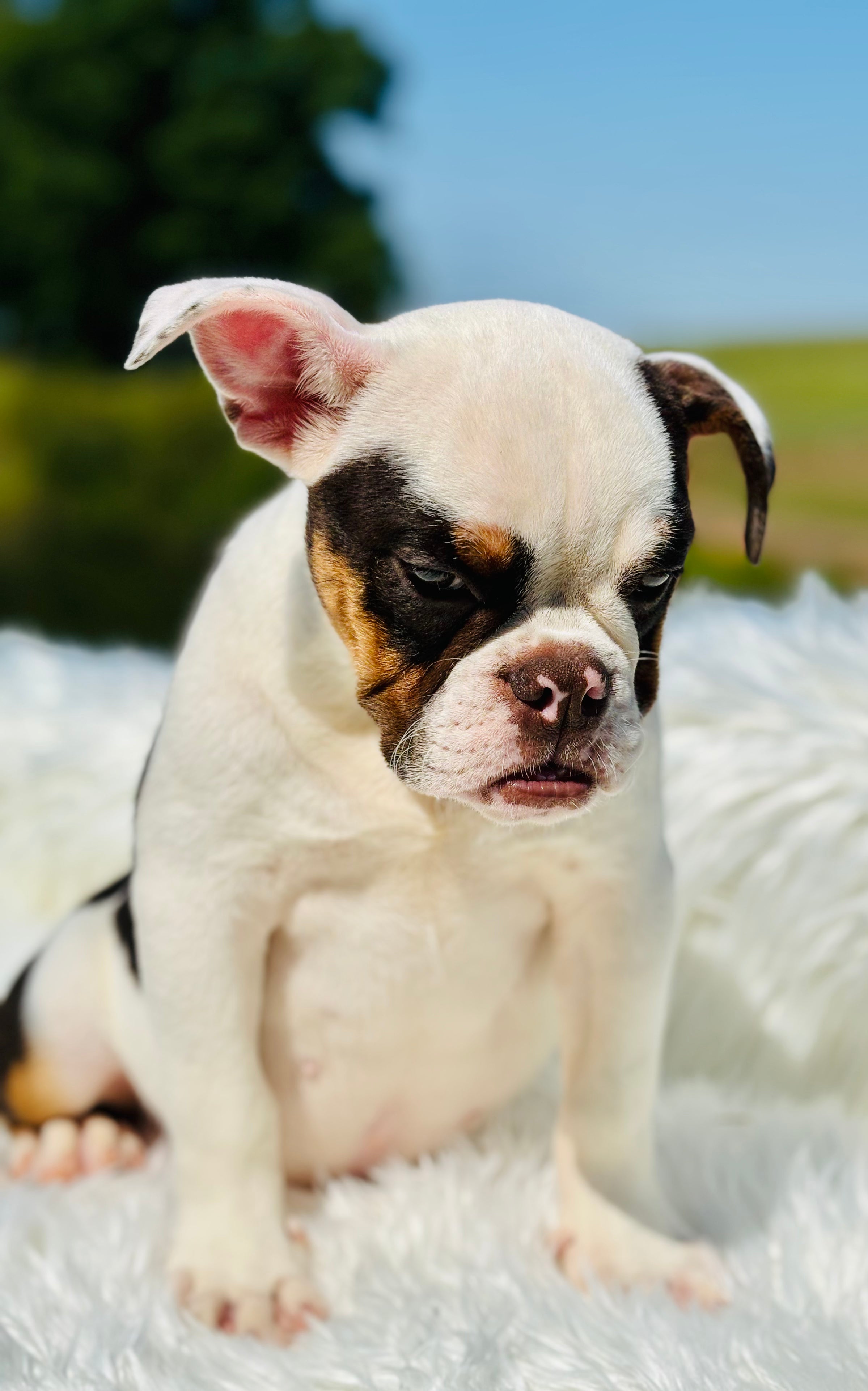 AVA - English Bulldog- Female- Tricolor (SOLD)