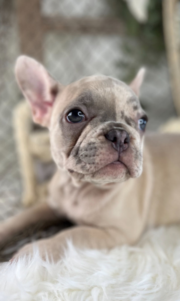 Shae - French Bulldog - Lilac/Merle - Female – TarHeel Bulldogs