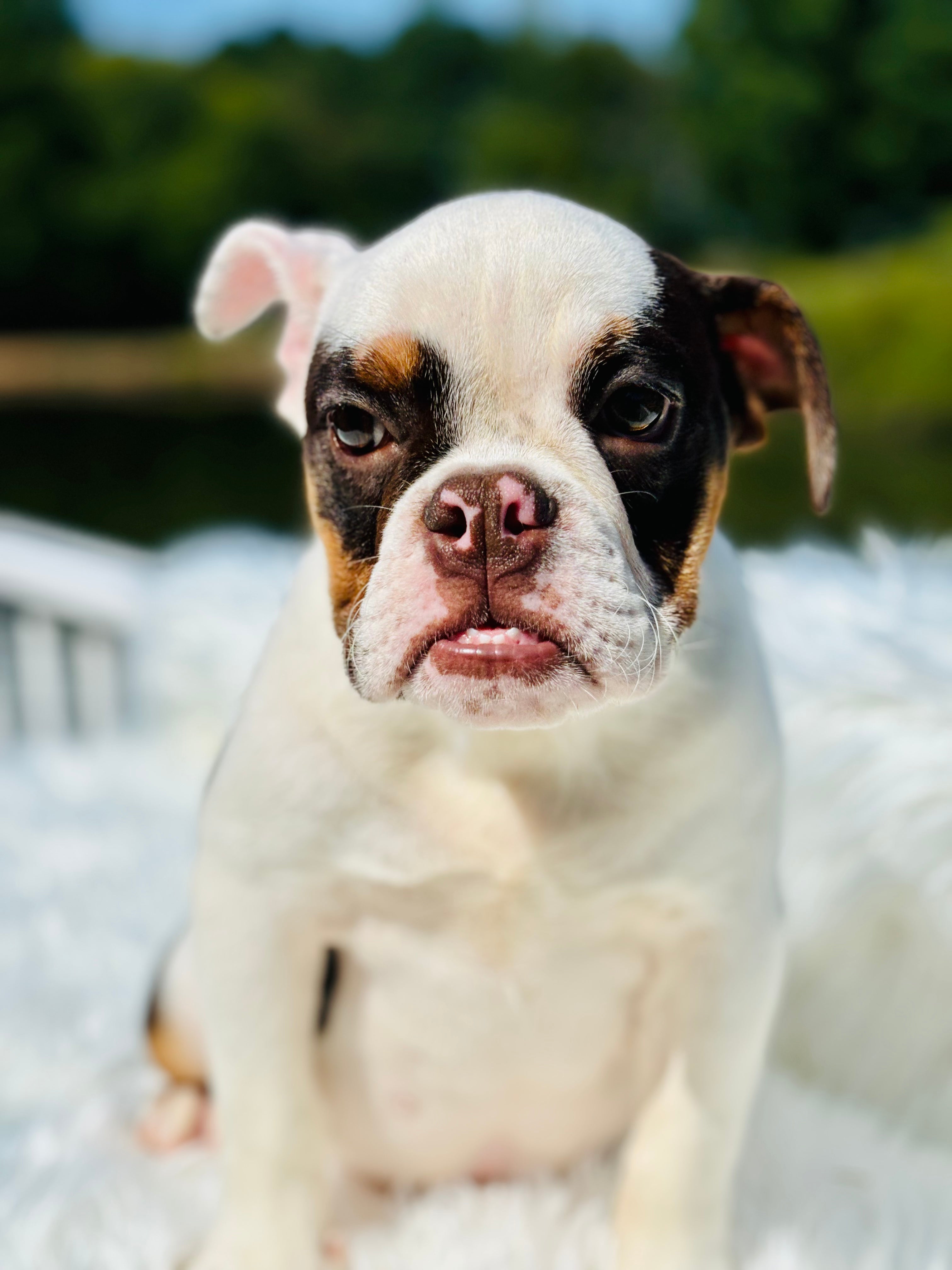 AVA - English Bulldog- Female- Tricolor (SOLD)