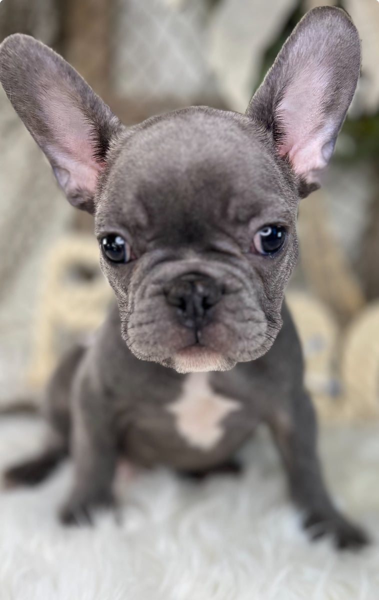 Mance - French Bulldog - Blue Brindle - Male (Sold) – TarHeel Bulldogs