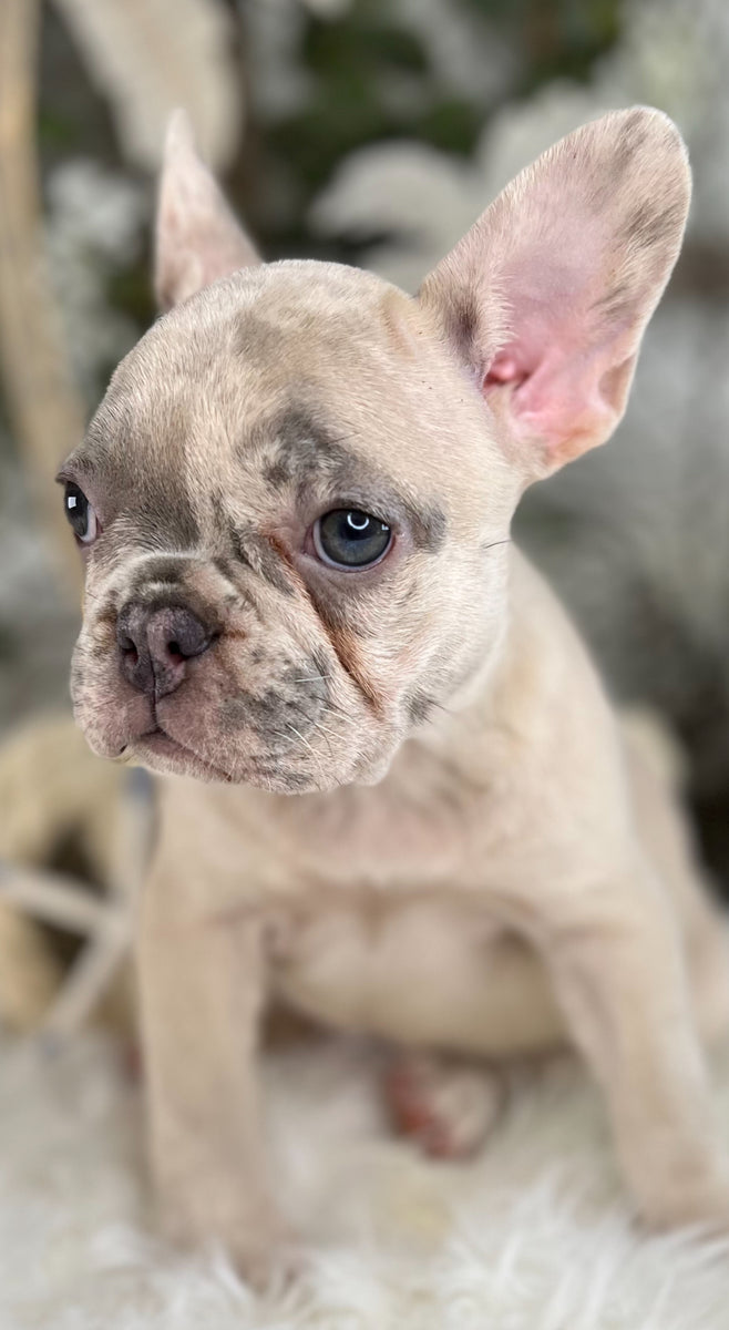 Shae - French Bulldog - Lilac/Merle - Female – TarHeel Bulldogs