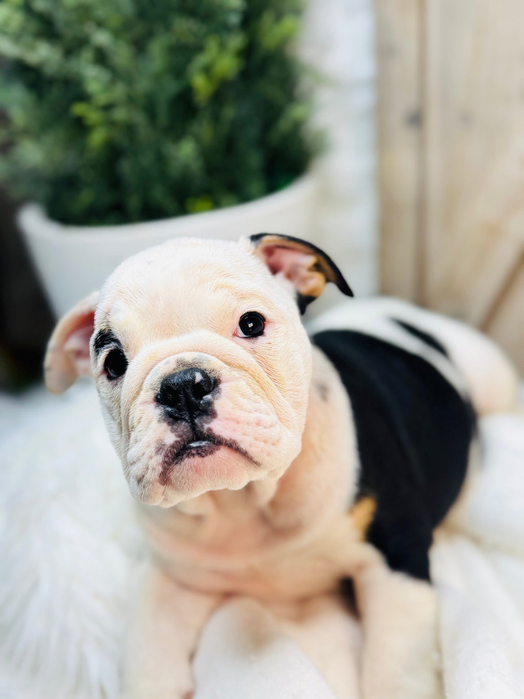 TILLY-English Bulldog-Female - Tri Color-