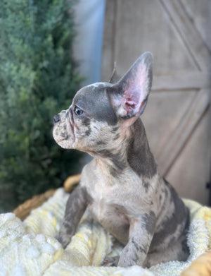 Merle Male French Bulldog puppy eight weeks old. Set against a rustic background and yellow comfy. Blanket male French Bulldog puppy eight weeks old has blue eyes, large ears, and a smooth, shiny coat.