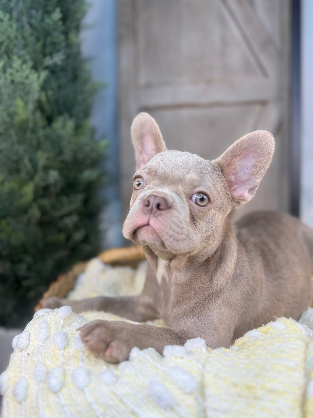 Lilac Male French Bulldog puppy eight weeks old. Set against a rustic background and yellow comfy. Blanket male French Bulldog puppy eight weeks old has blue eyes, large ears, and a smooth, shiny coat.