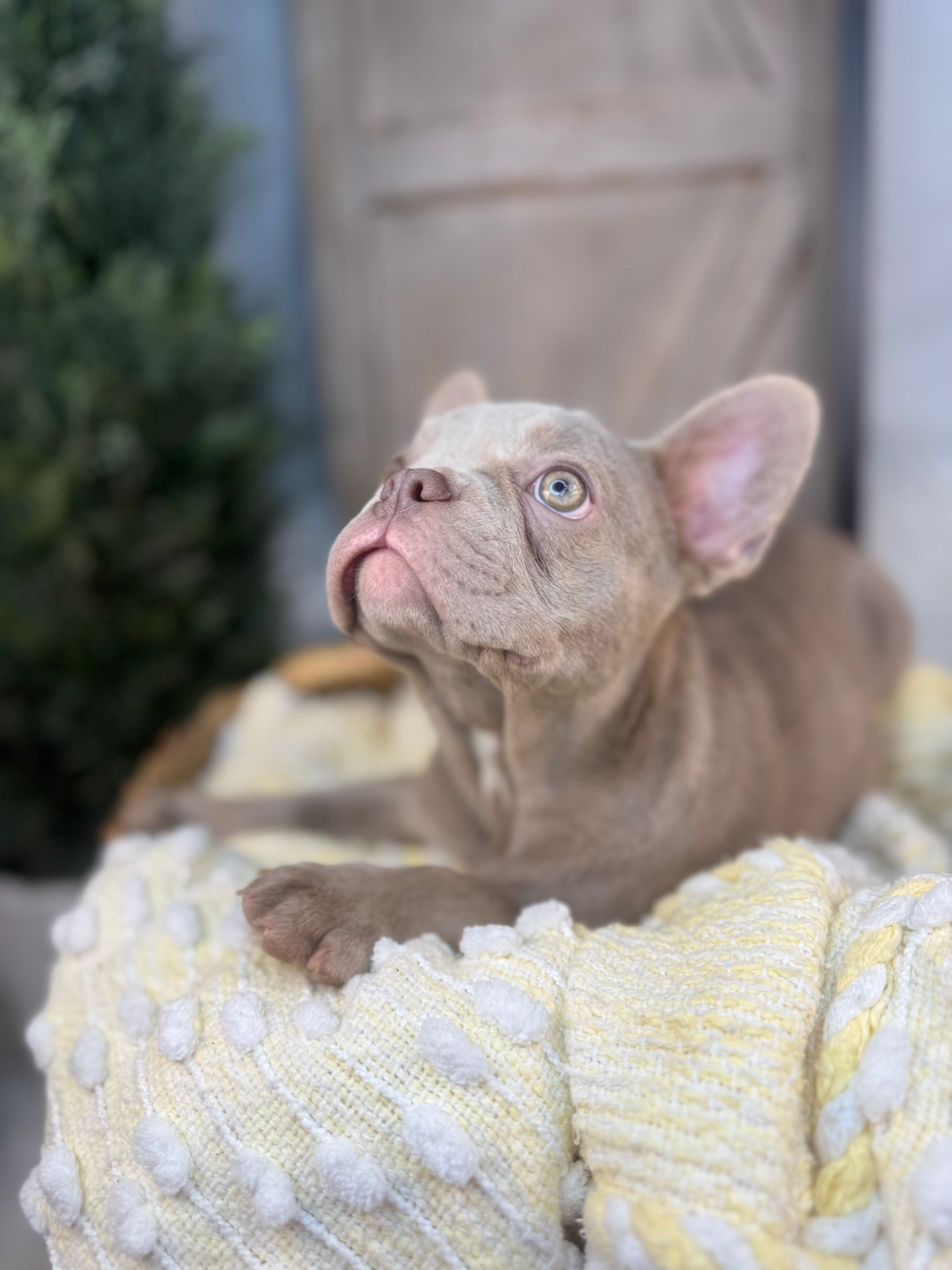 Lilac Male French Bulldog puppy eight weeks old. Set against a rustic background and yellow comfy. Blanket male French Bulldog puppy eight weeks old has blue eyes, large ears, and a smooth, shiny coat.