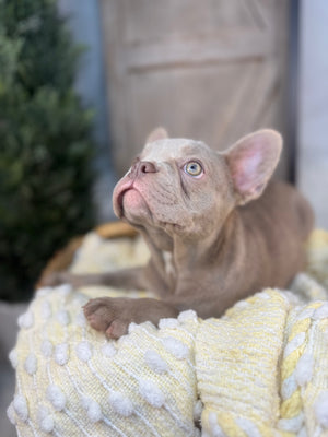 Lilac Male French Bulldog puppy eight weeks old. Set against a rustic background and yellow comfy. Blanket male French Bulldog puppy eight weeks old has blue eyes, large ears, and a smooth, shiny coat.