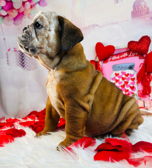 Bjorn-English Bulldog-Male- Tan/white-