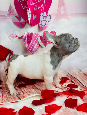 UBBE-French Bulldog-Male-Merle/Pied-