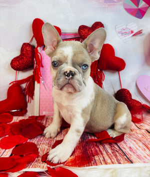 Ivar-French Bulldog-Male-Pied-