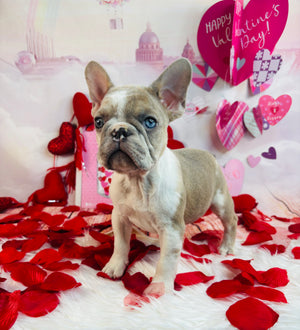 Ivar-French Bulldog-Male-Pied-