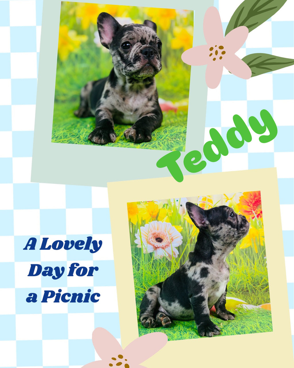 Teddy-French Bulldog-Black Merle-Male-