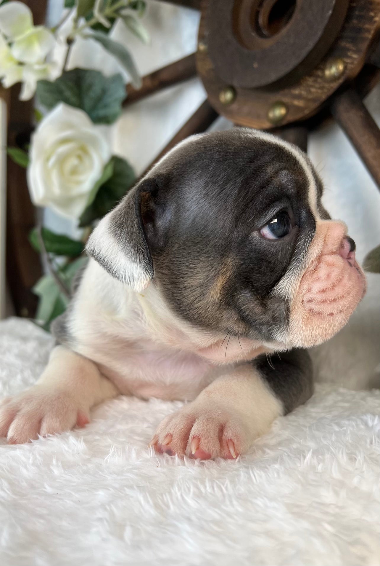 Female Blue-Tri english bulldog puppy for sale by local breeder near you in sanford north carolina. Tarheel Bulldogs
