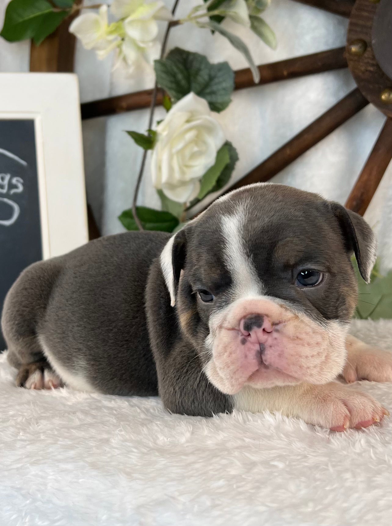 Female Blue-Tri english bulldog puppy for sale by local breeder near you in sanford north carolina. Tarheel Bulldogs