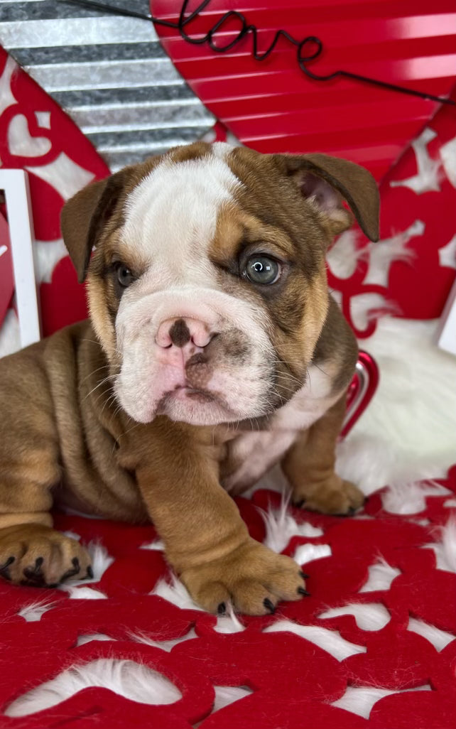 Tri-Color Male English Bulldog Puppy Sitting on a Valentine's Background with Hearts. For Sale Near Charlotte North Carolina