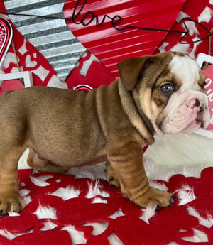Tri-Color Male English Bulldog Puppy Sitting on a Valentine's Background with Hearts. For Sale Near Charlotte North Carolina