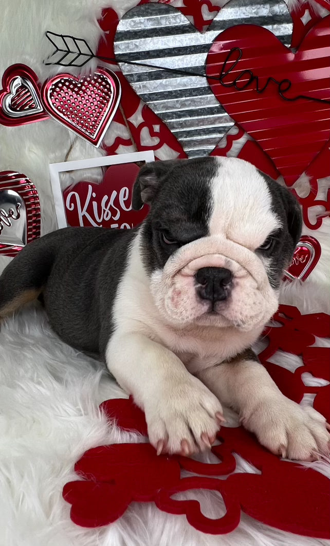 Tri-Color Blue Male English Bulldog Puppy Sitting on a Valentine's Background with Hearts. For Sale Near Charlotte North Carolina