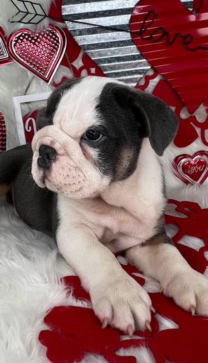 Tri-Color Blue Male English Bulldog Puppy Sitting on a Valentine's Background with Hearts. For Sale Near Charlotte North Carolina