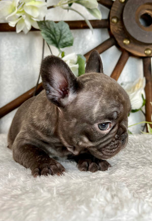 Haiku - French Bulldog - Female - Chocolate Brindle