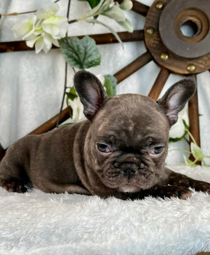 Haiku - French Bulldog - Female - Chocolate Brindle