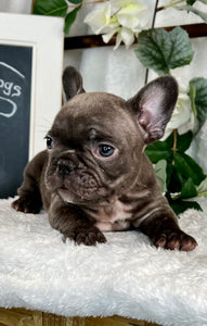 Haiku - French Bulldog - Female - Chocolate Brindle