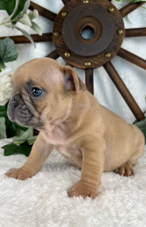 Limerick  - French Bulldog - Female - Blue Fawn (SOLD)