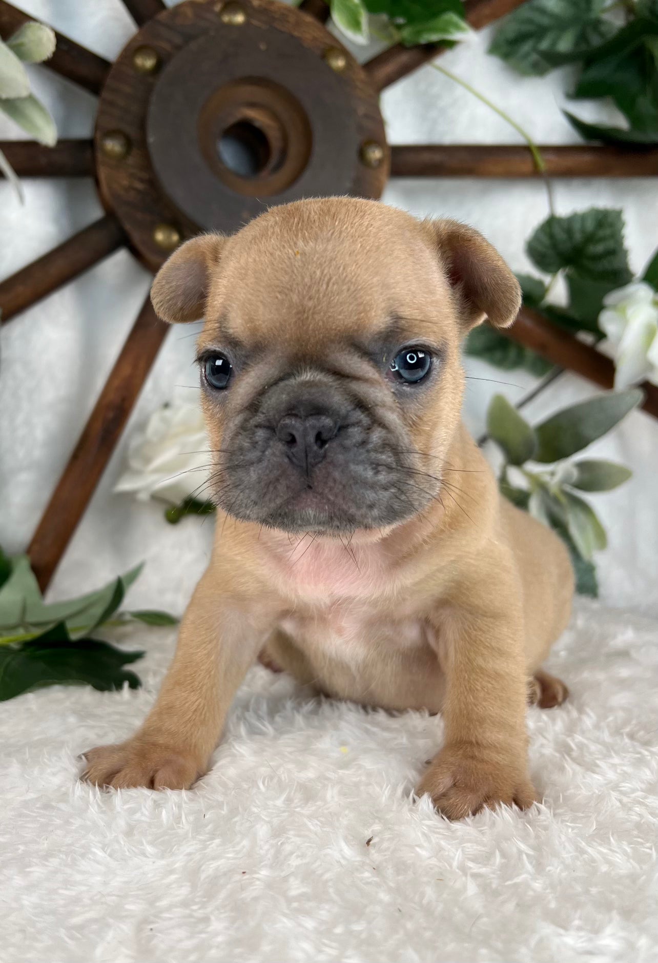 Limerick  - French Bulldog - Female - Blue Fawn (SOLD)