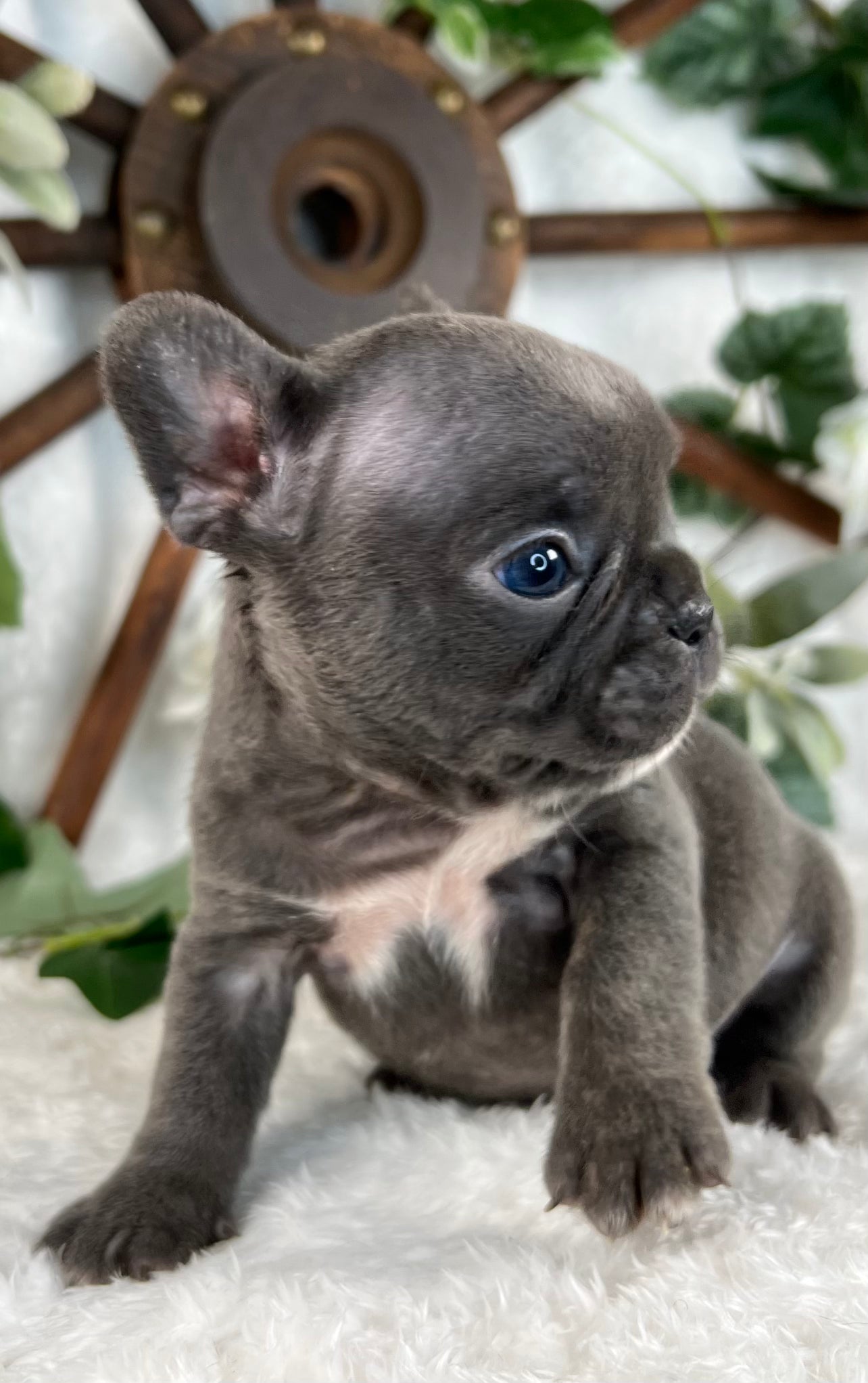 Villanelle  - French Bulldog - Female - Blue (SOLD)