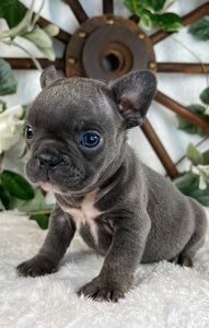 Villanelle  - French Bulldog - Female - Blue (SOLD)