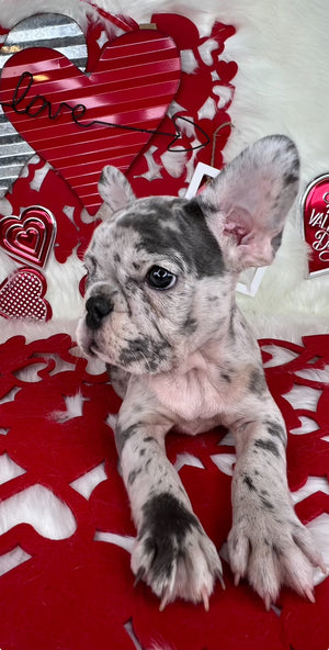 Merle Frenchie Female, 8 Weeks Old. Sitting on a Valentine's Blanket. For Sale By Tarheel Bulldogs in Sanford North Carolina