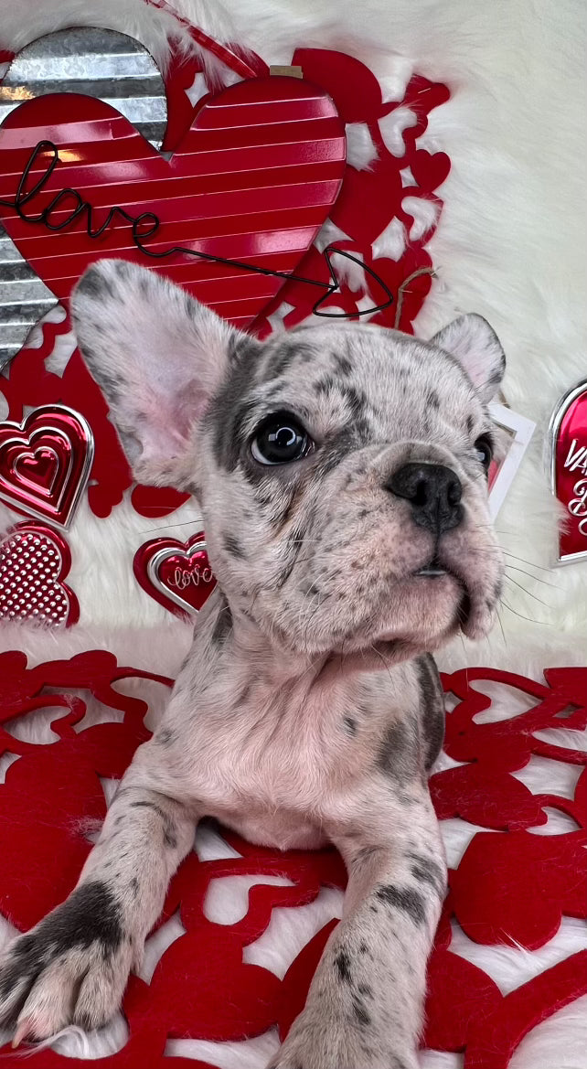 Merle Frenchie Female, 8 Weeks Old. Sitting on a Valentine's Blanket. For Sale By Tarheel Bulldogs in Sanford North Carolina