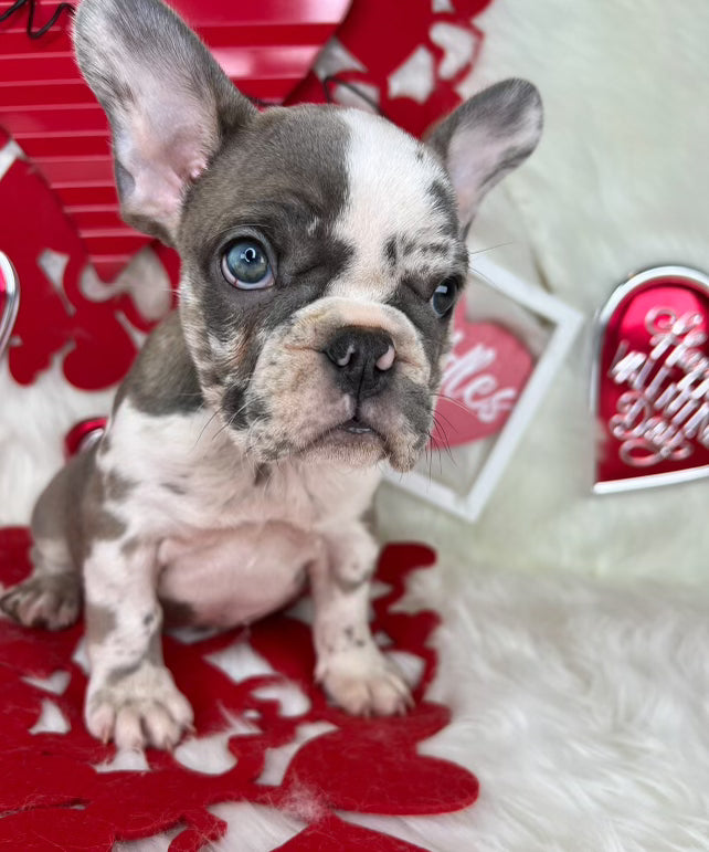 Merle Frenchie Female Puppy. Sitting on a Valentine's Background. For Sale by Tarheel Bulldogs in Sanford North Carolina