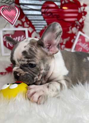 Merle Frenchie Female Puppy. Sitting on a Valentine's Background. For Sale by Tarheel Bulldogs in Sanford North Carolina