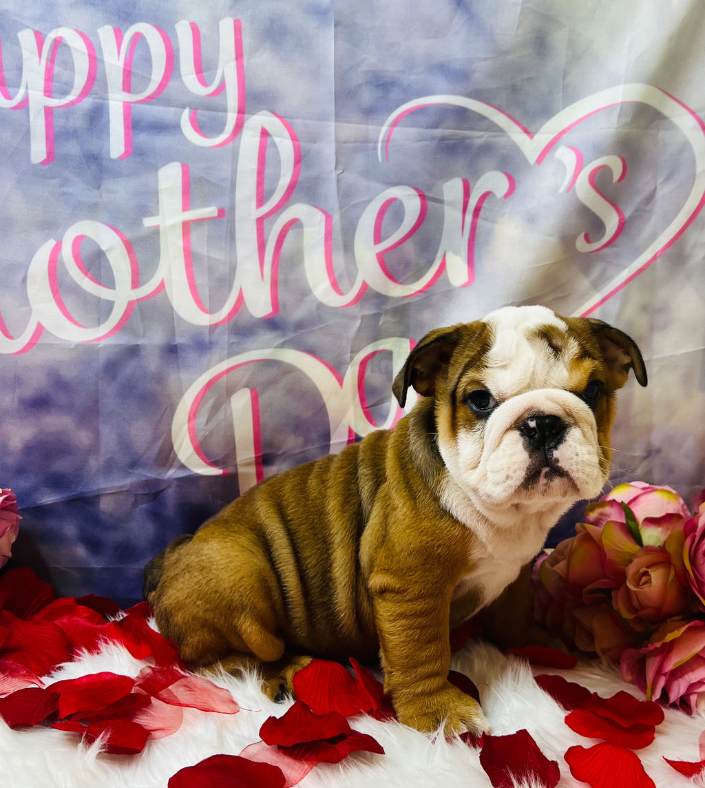 English Bulldog Puppy for Sale by The Breeder Tarheel Bulldogs. Color Red and White. Male.