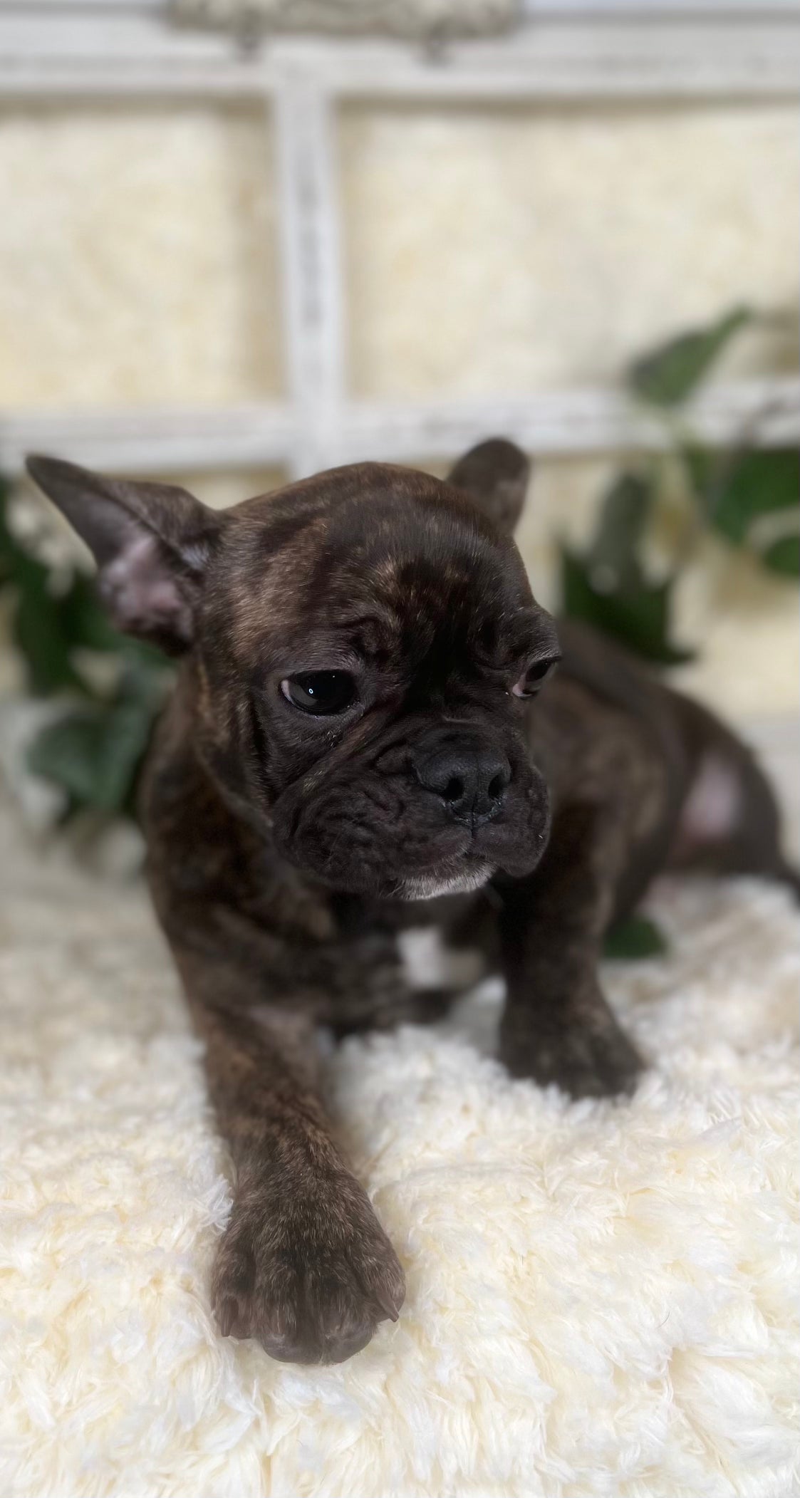 Brindle Frenchie Puppy For Sale Near You in Sanford, North Carolina by Breeder