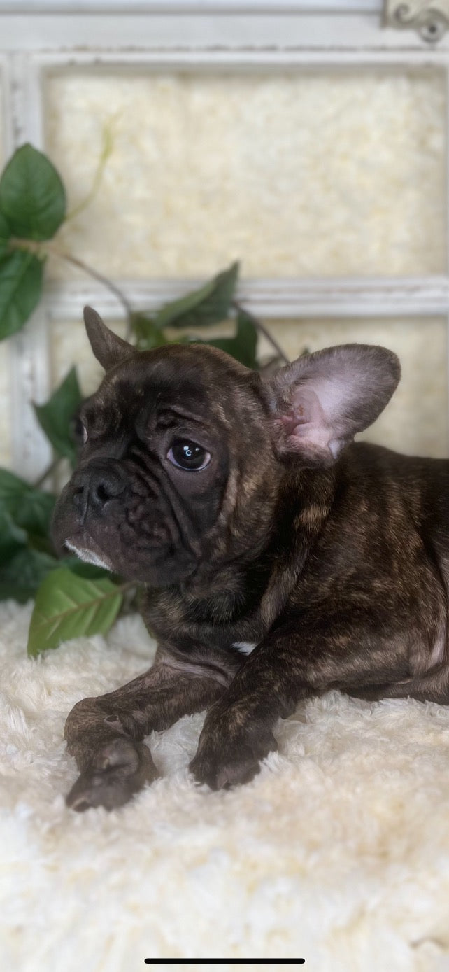 Brindle Frenchie Puppy For Sale Near You in Sanford, North Carolina by ...