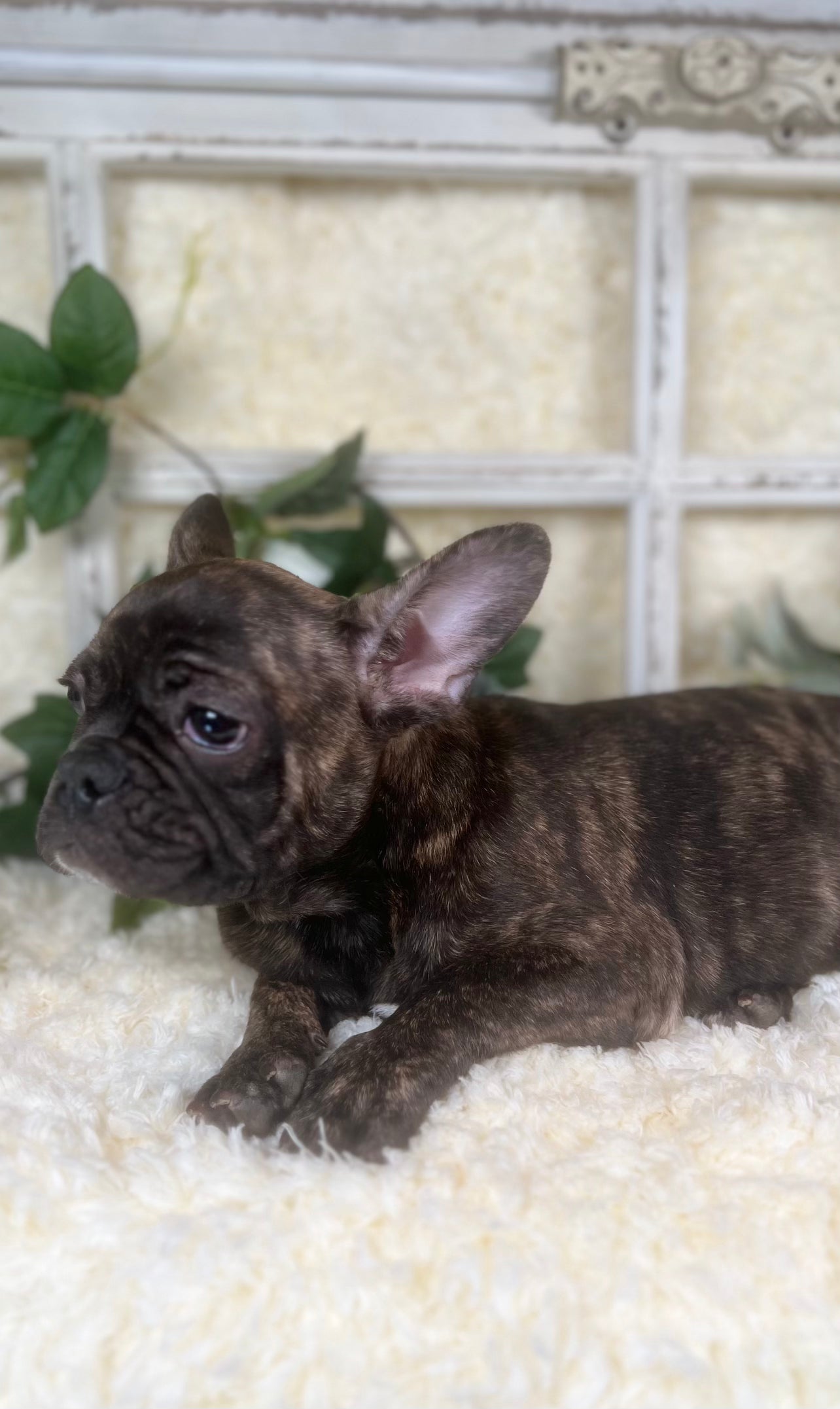 Brindle Frenchie Puppy For Sale Near You in Sanford, North Carolina by Breeder