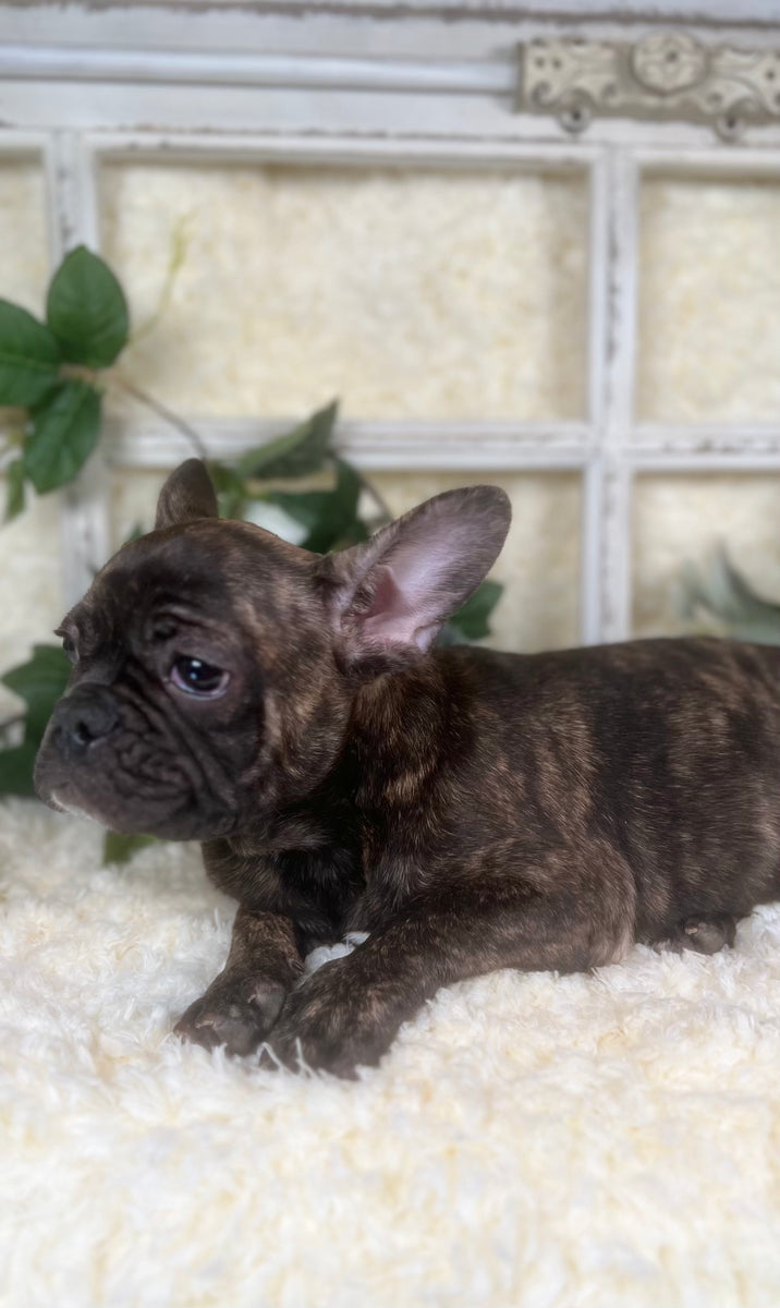 Brindle Frenchie Puppy For Sale Near You in Sanford, North Carolina by ...