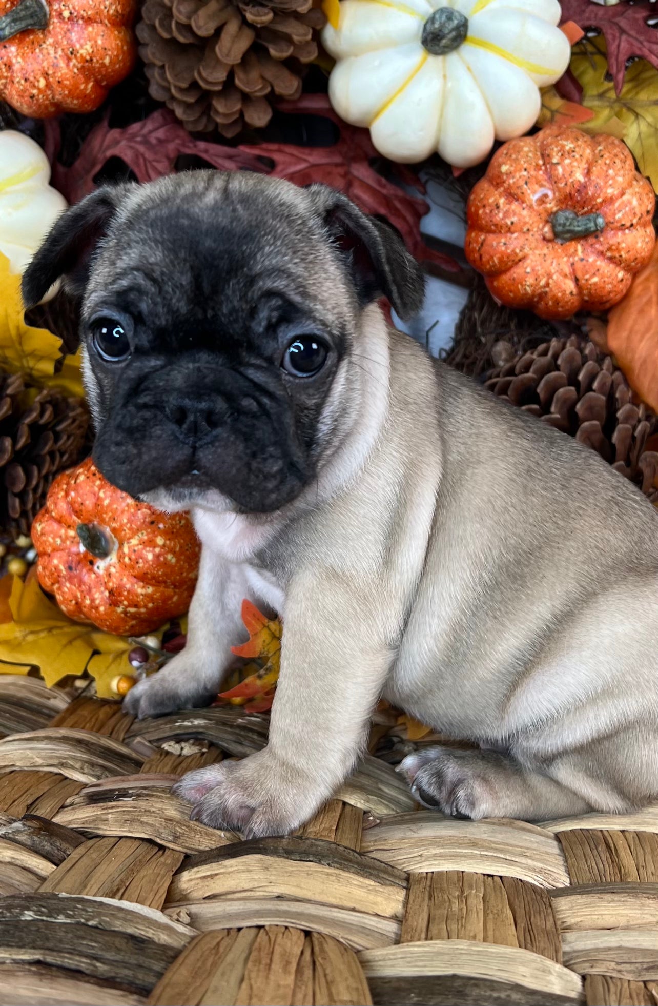 Fawn Frenchie Puppy For Sale Near You in Sanford, North Carolina by Breeder