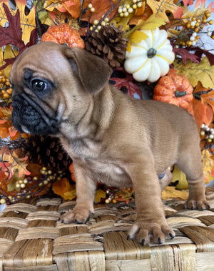 Red Fawn Frenchie Puppy For Sale Near You in Sanford, North Carolina by Breeder