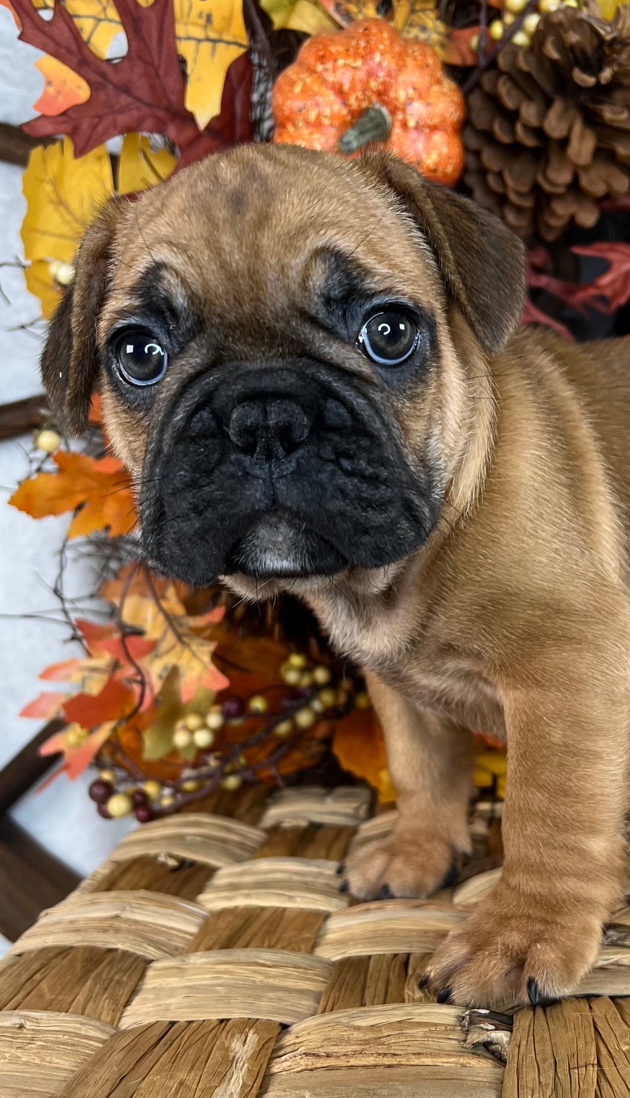 Red Fawn Frenchie Puppy For Sale Near You in Sanford, North Carolina by Breeder