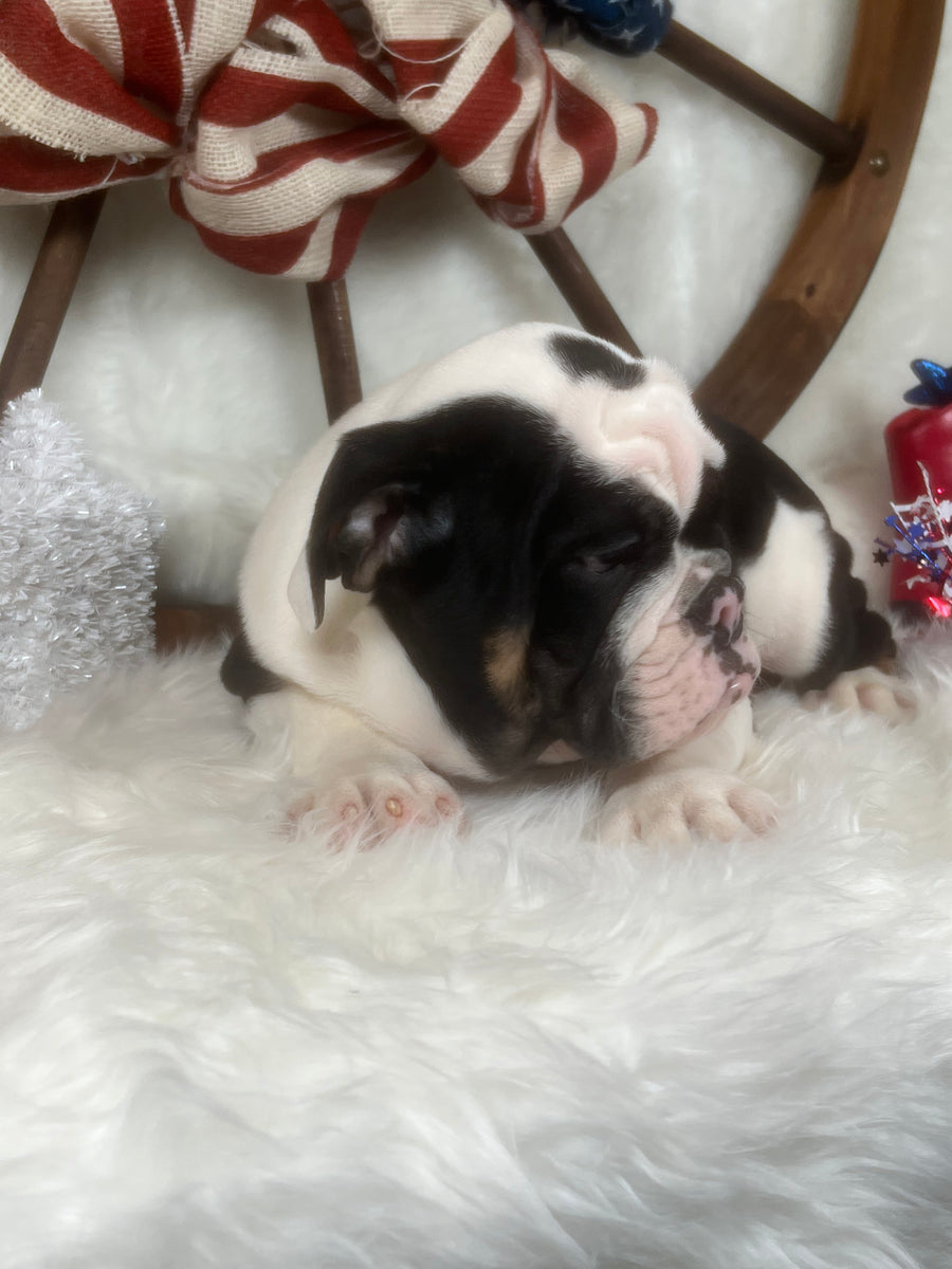 Tri-Color English Bulldog Male Puppy For Sale in Sanford NC – TarHeel ...