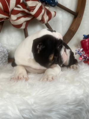 Mugz - English Bulldog - Male - Tri-Color (SOLD)