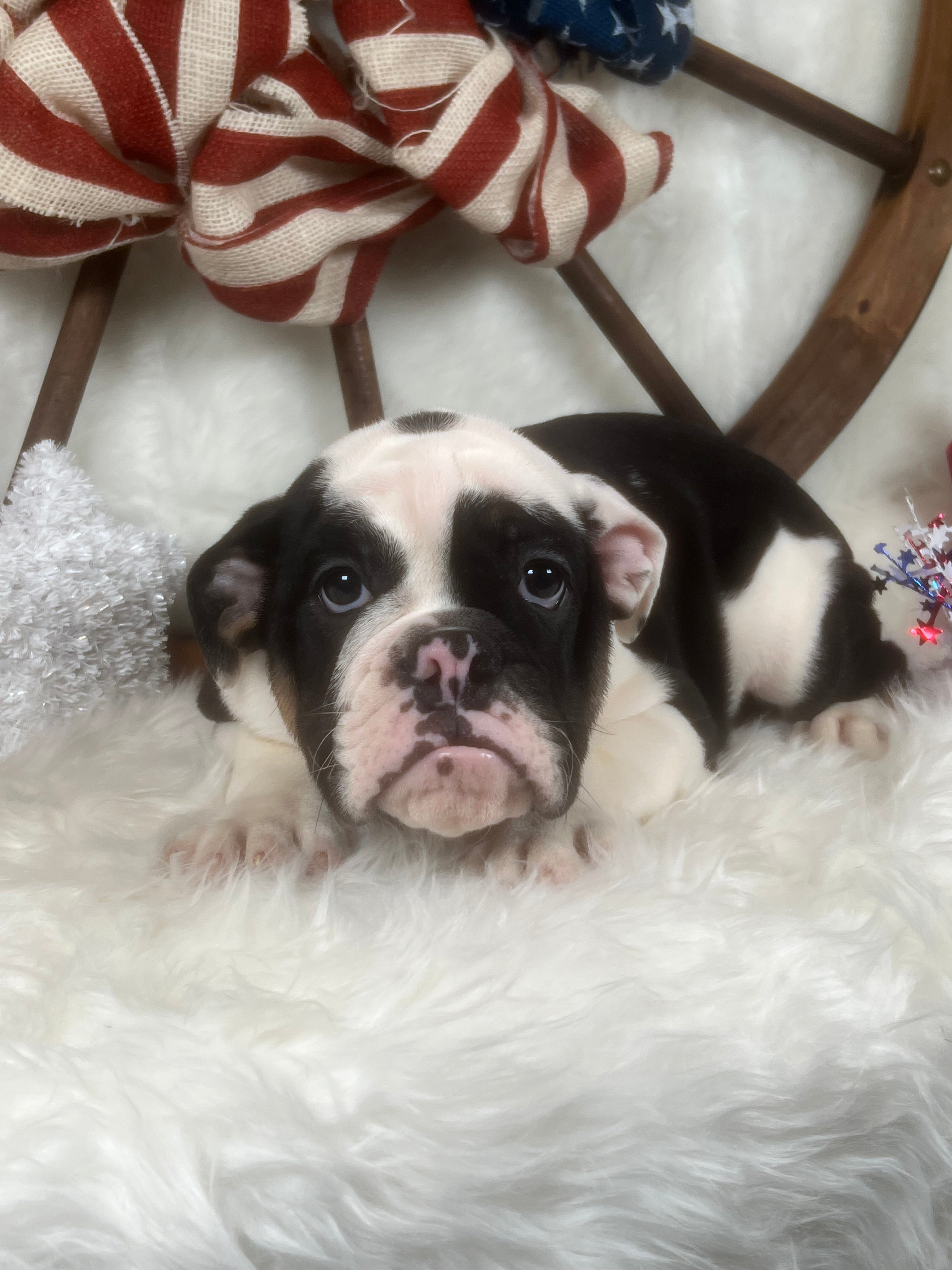 Black-Tri English Bulldog Male Puppy Laying Down on top of a patriotic blanket. Bred by Tarheel Bulldogs in Sanford North Carolina