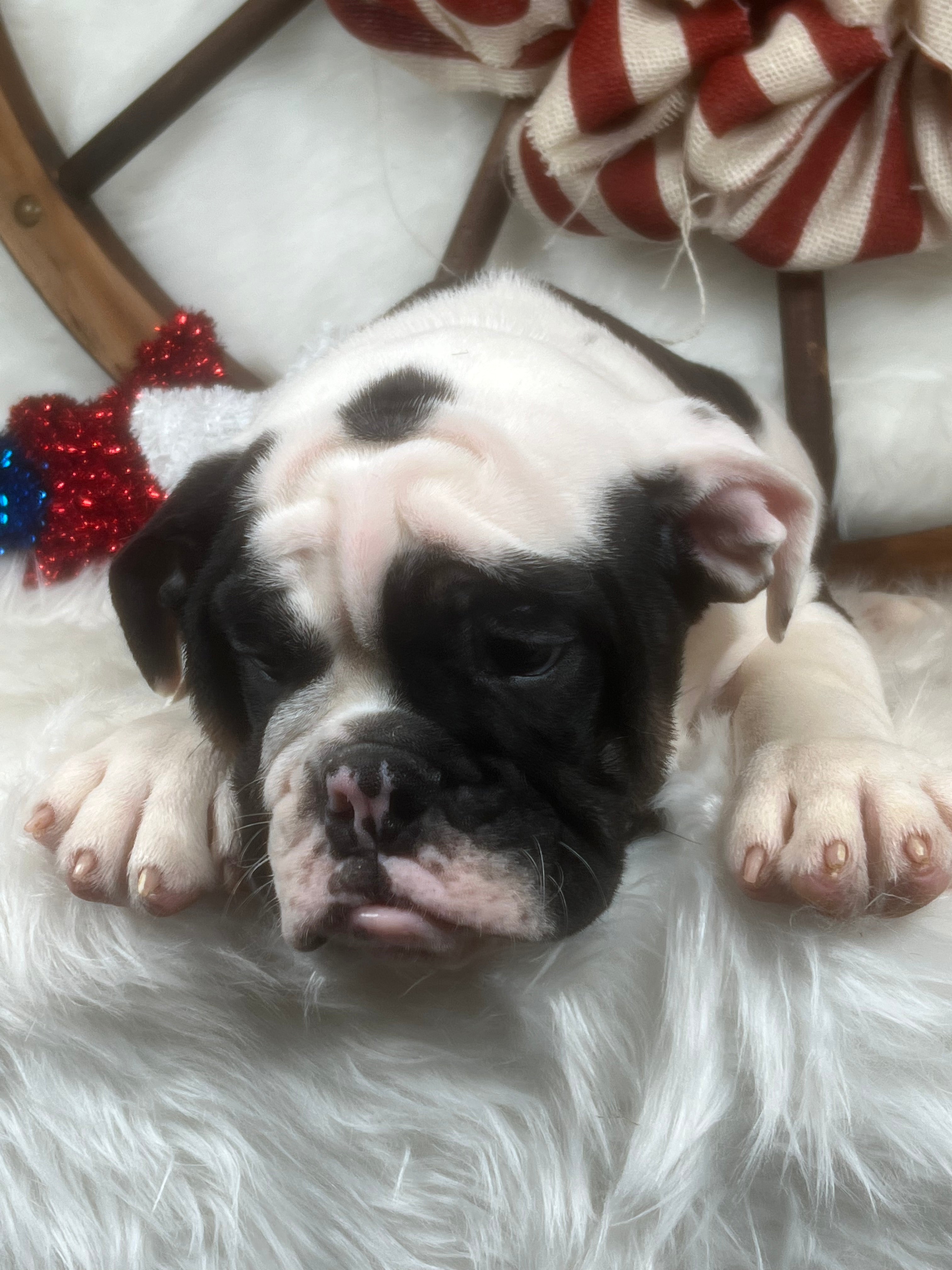 Black-Tri English Bulldog Male Puppy Laying Down on top of a patriotic blanket. Bred by Tarheel Bulldogs in Sanford North Carolina