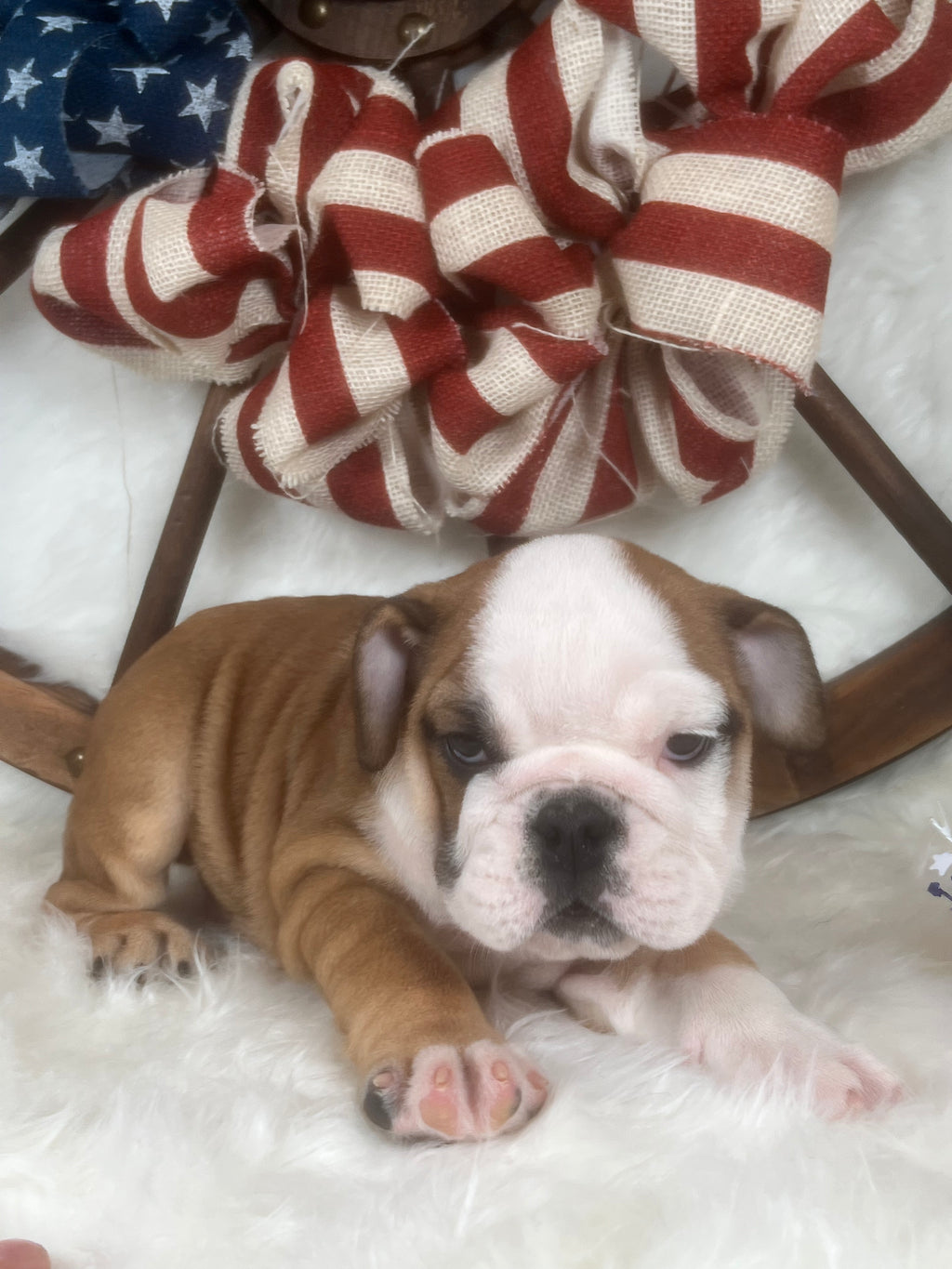 English Bulldog Puppies for Sale in North Carolina TarHeel Bulldogs
