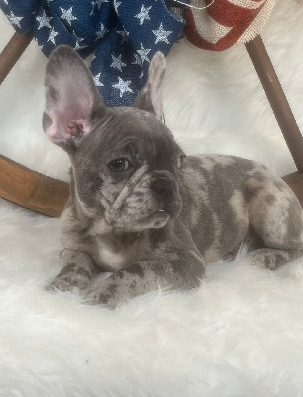 French Bulldog Puppies for Sale in North Carolina – TarHeel Bulldogs