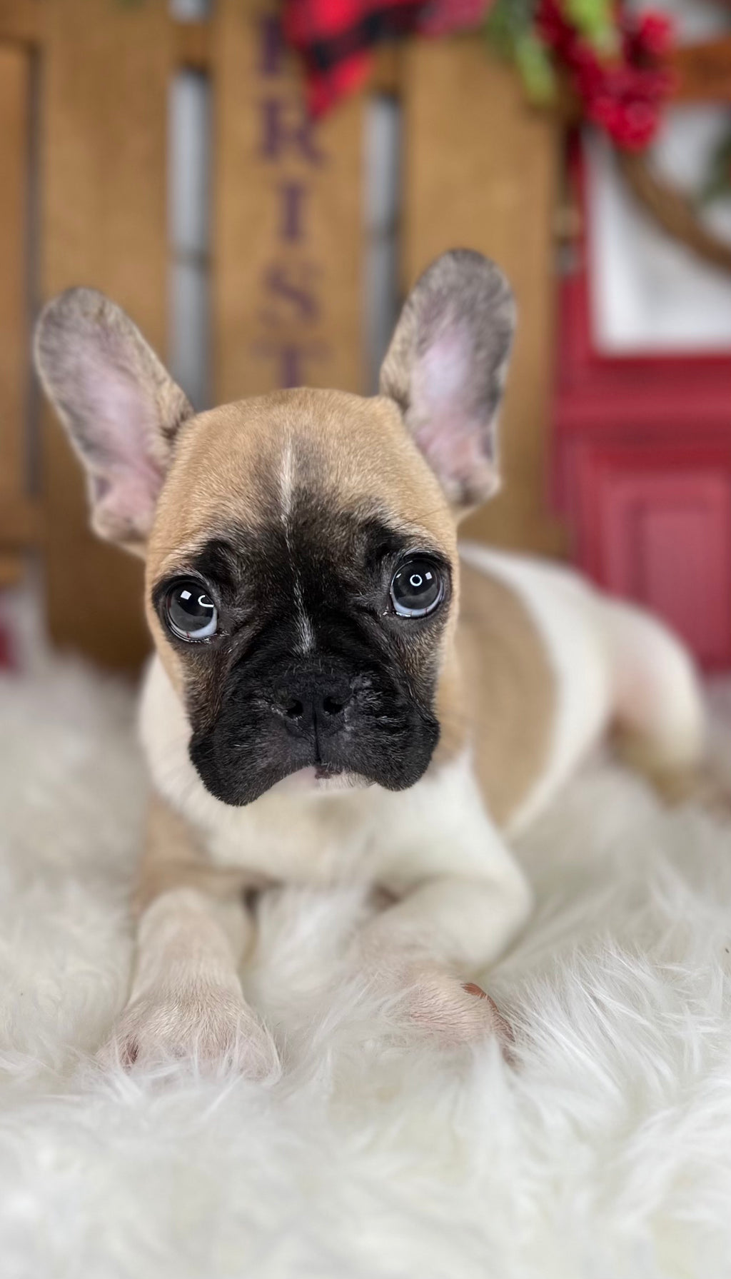 Sven - French Bulldog - Male - Fawn Pied