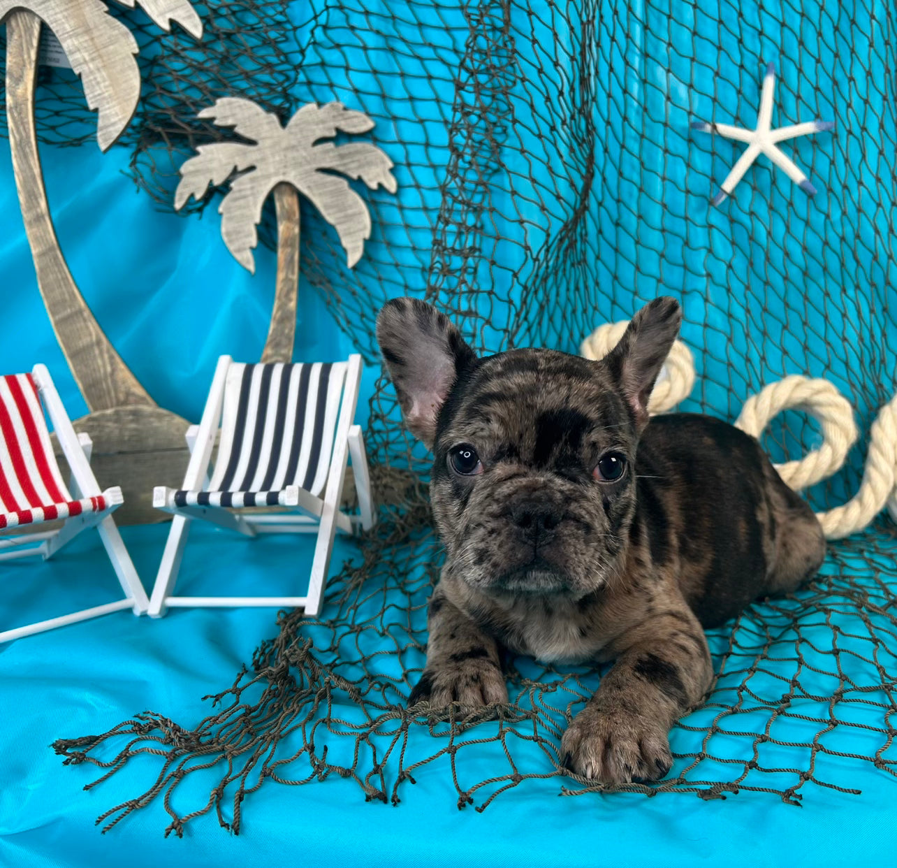Sale Near Frenchie Puppies Craigslist French Bulldog Long Hair For